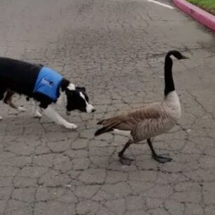 A dog and goose walking down the street.